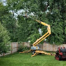 Best Palm Tree Trimming  in Bentonville, AR