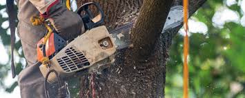 Best Tree Risk Assessment  in Bentonville, AR